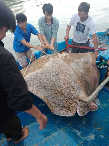 Can catch giant rays on Phan Thiet sea